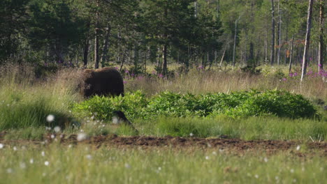 un oso salvaje deambulando solo en el campo en un día soleado - toma amplia