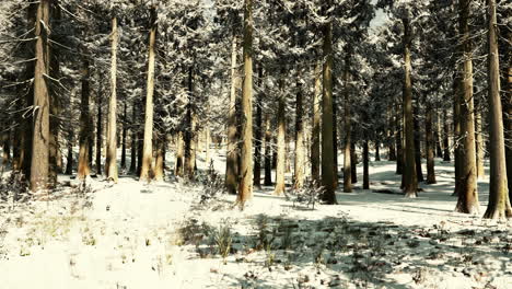 Sonnenuntergang-Oder-Sonnenaufgang-Im-Schneebedeckten-Winterkiefernwald