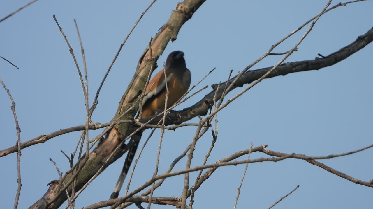 Rufous bird relaxing on tree
