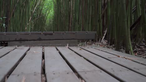 low shot going up stairs in a bamboo forest in maui hawaii