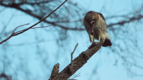Red-tailed hawk tears a mouse in half to and eats it while perched on a branch in slow motion