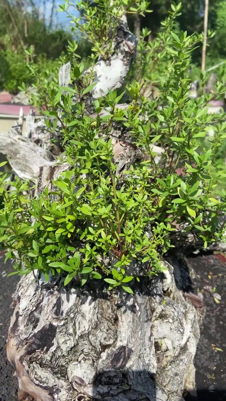 Primo piano di una piccola pianta verde che cresce da un ceppo d'albero nodoso