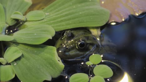 rana escondida en el agua con la cabeza junto a las hojas de las plantas acuáticas y el cálido reflejo de la luz.