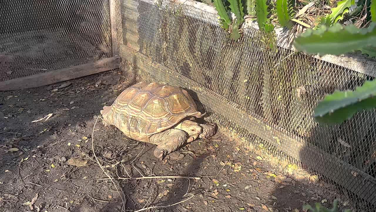 떠다니는 시장에서 보호 구역을 탐사하는 거북이