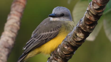 Super-close-up-on-wonderful-tropical-king-bird-standing-on-a-tree-branch