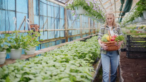 Farmer-With-Fresh-Vegetables-In-Greenhouse