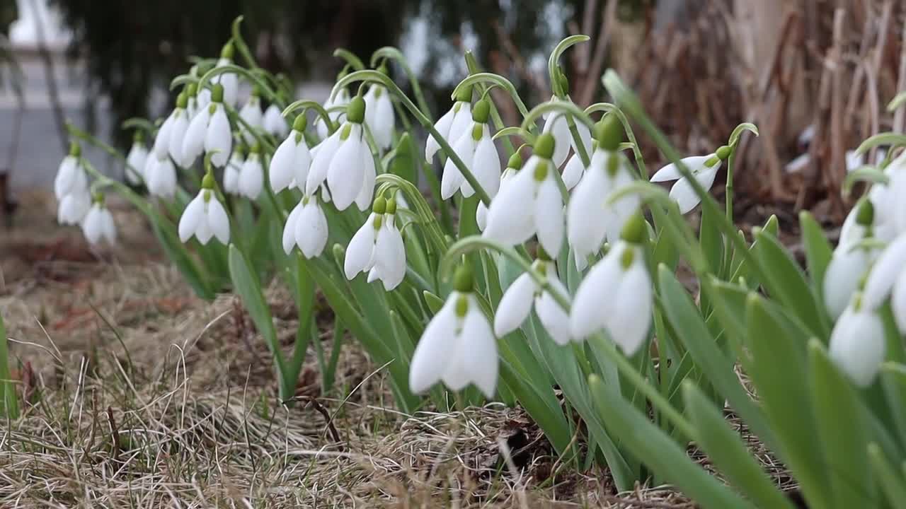 hermosas gotitas de nieve en el viento