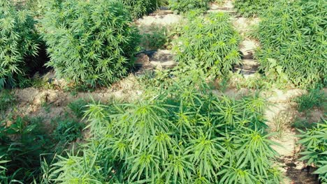 Tiro-Inclinado-Hacia-Arriba-Revela-Detalles-De-Hojas-De-Arbustos-De-Plantas-De-Cáñamo-Que-Crecen-En-Un-Campo-De-Marihuana-En-Pensilvania,-Luz-Dorada