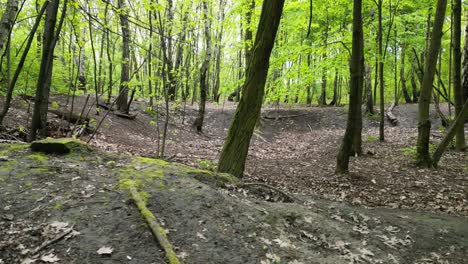 Walking-woodland-during-a-beautiful-summer-day-with-lush-greenery,-grass,-and-trees