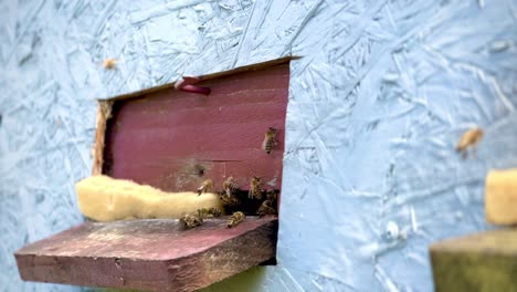 Bees-buzzing-around-hive-entrance,-collecting-nectar-and-pollen