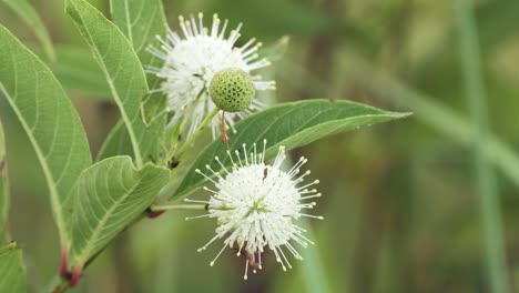 Käfer,-Der-Um-Eine-Knopfbusch-Pflanzenmakro-Kriecht,-Aus-Nächster-Nähe