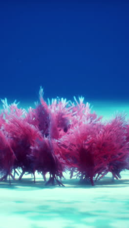 pink coral reef in blue water