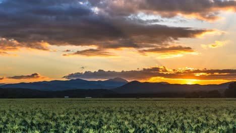 Sunrise-of-corn-filed-in-Blue-Ridge-Mountains-Cinemagraph-time-lapse