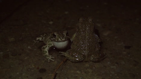 Frogs-singing-in-the-night