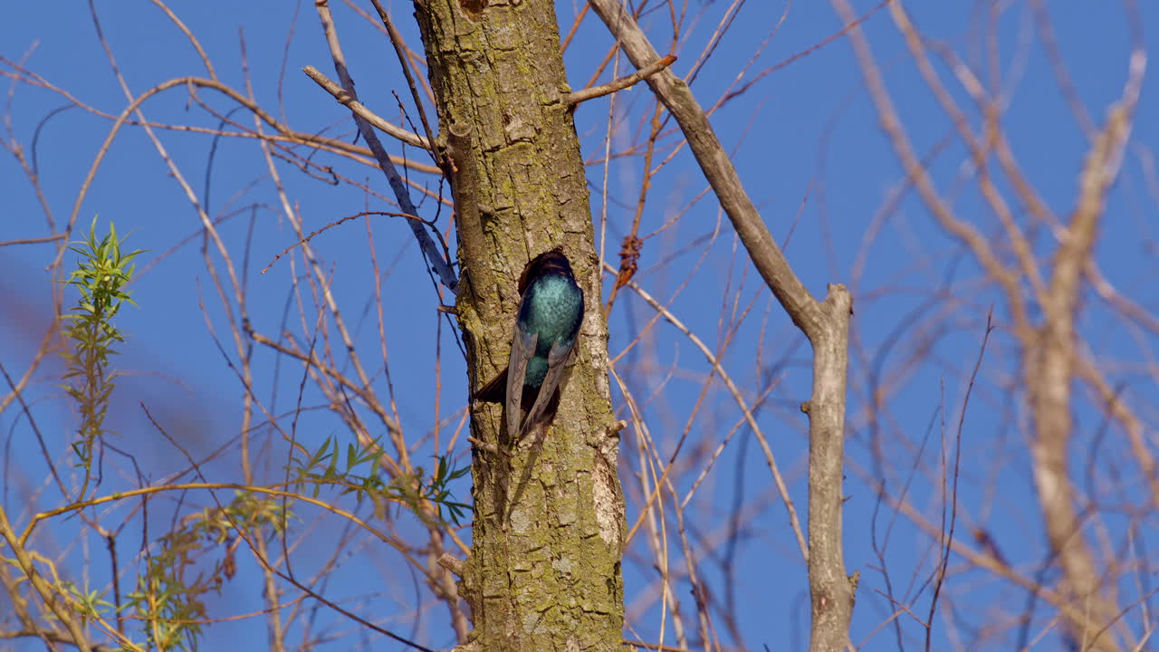 Slow-mo reveals the precision of purple martins’ flight in spring air.