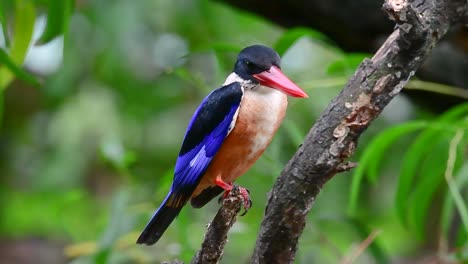 el martín pescador de gorra negra tiene un pico rojo como un caramelo y una gorra negra que se encuentra en tailandia y otros países de asia