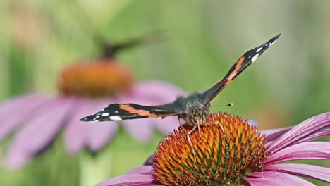 dos mariposas almirantes rojas comiendo néctar en coneflowers púrpura - cerrar