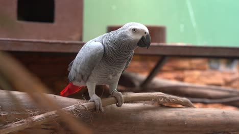 Primer-Plano-De-Un-Loro-Gris-Africano-Del-Congo,-Psittacus-Erithacus-Posado-En-La-Rama,-Acicalándose-Sus-Plumas-De-Bestia-Y-Preguntándose-Por-El-Entorno-Que-Lo-Rodea-En-El-Parque-De-Vida-Silvestre-Del-Santuario-De-Aves