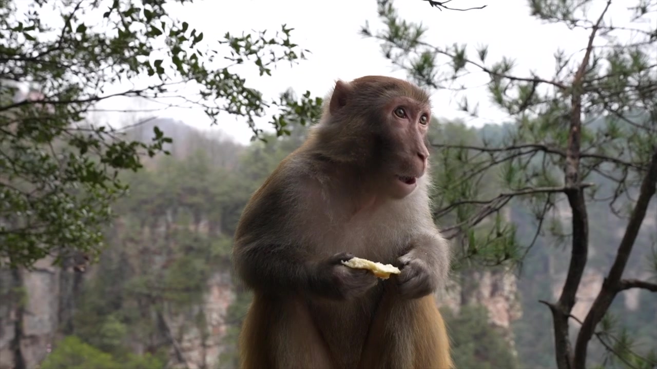 Close up of a Rhesus macaque eating fruit in Zhangjiajie National Forest Park China