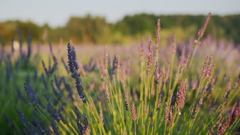 Hilera-De-Arbustos-De-Lavanda-Al-Atardecer.-Muñeca-Vídeo-4k