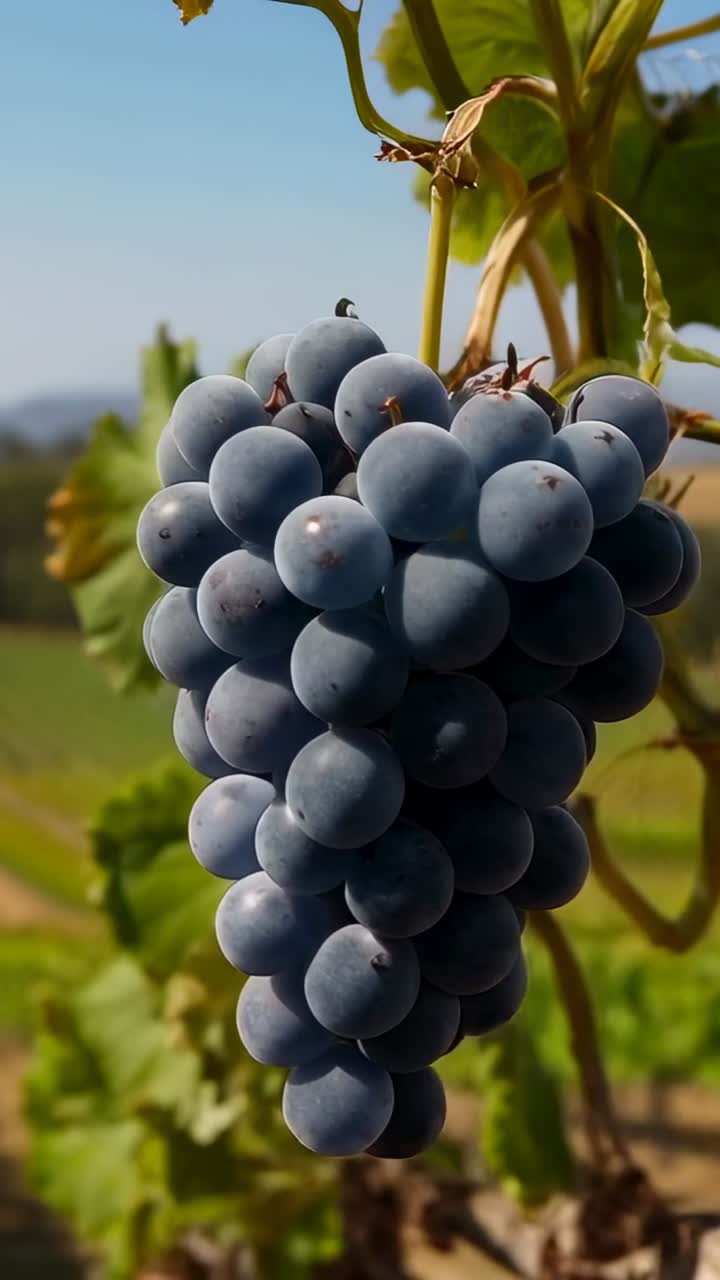 Video verticale: la camera si allontana rivelando un grappolo d'uva scura tra i filari del vigneto, mostrando la scena