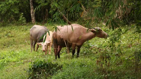buffalo and cattle graze peacefully in a verdant field in phuket, thailand, under natural daylight, surrounded by bamboo and greenery