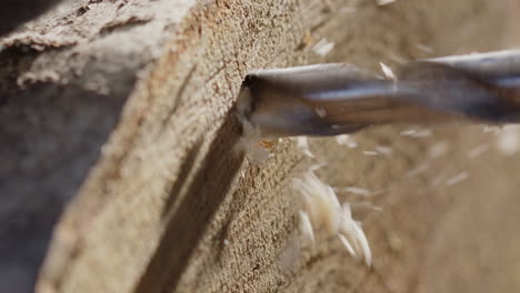 Power drill used to make hole in log for mushroom cultivation, fungiculture
