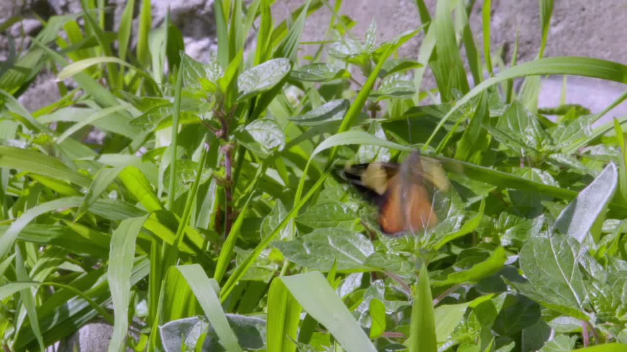노란 제독 나비가 이륙하고 프레임을 떠납니다.