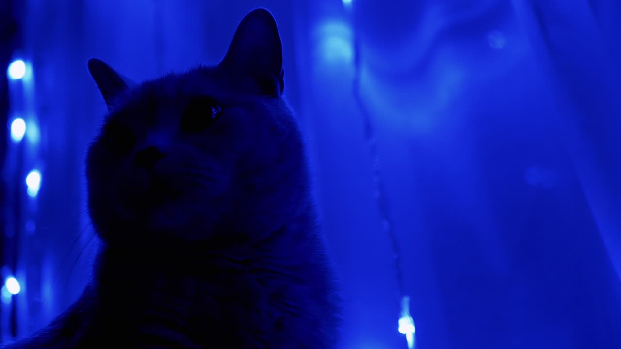 el gato británico gris se sienta y mira las luces parpadeantes de la guirlanda de navidad.