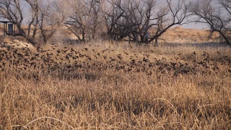 a large flock of starlings sits down for the night in the reeds near the lake