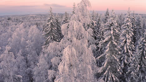 Aerial-drone-video-of-swaying-snow-covered-tree-in-vast-wilderness-by-golden-hour-before-sunrise