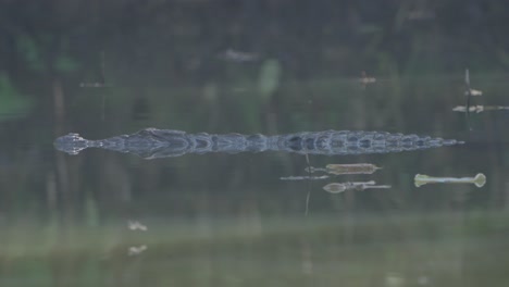 Krokodile-In-Den-Feuchtgebieten-Von-Nepal