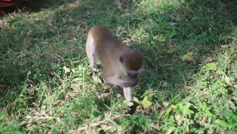 little long-tailed monkey comes very close to get some offered food. vervet monkey takes food in slow motion into his mouth and runs off. close up of african guenon.