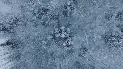 aerial view of european roe deer running on the snow covered forest, overcast winter day, wide angle drone shot moving forward