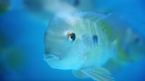 argentine humphead, triped sea fish in the aquarium