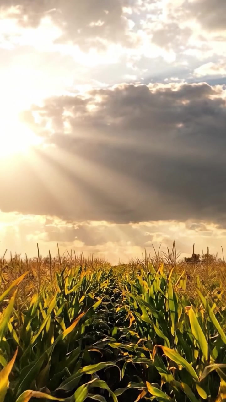 A Breathtaking View of a Lush Cornfield Underneath a Glorious Sky, Illuminated by Golden Sun Rays and Enigmatic Clouds, Capturing the Essence of Nature's Beauty