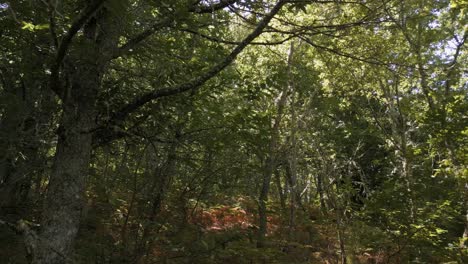 el paisaje del bosque exuberante en castro caldelas, ourense, españa - toma de un avión no tripulado