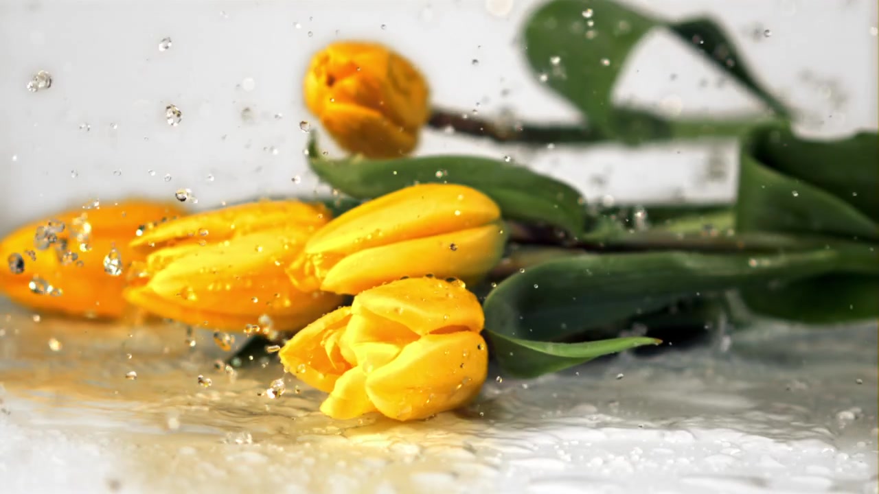 Tulipani gialli che cadono nell'acqua al rallentatore su sfondo bianco