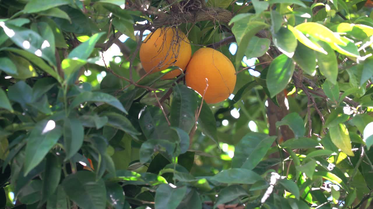 naranjas en un naranjo