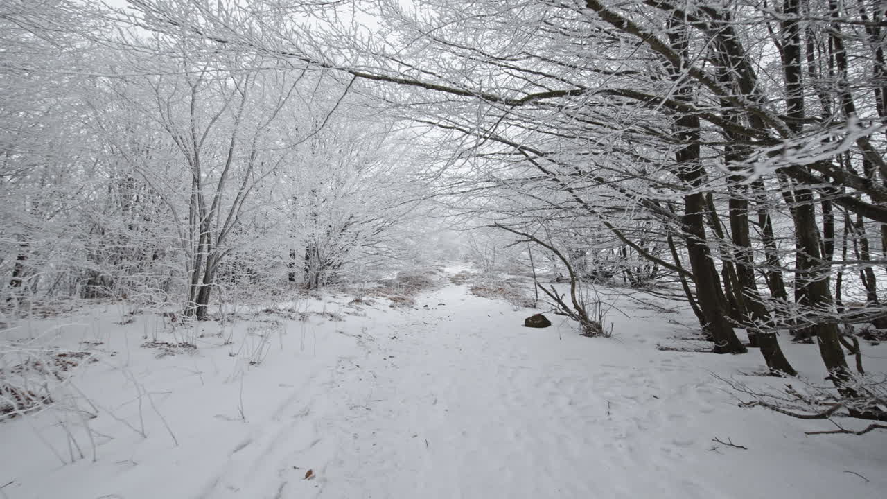 Snowy winter forest path, trees covered in snow, serene and peaceful winter mood