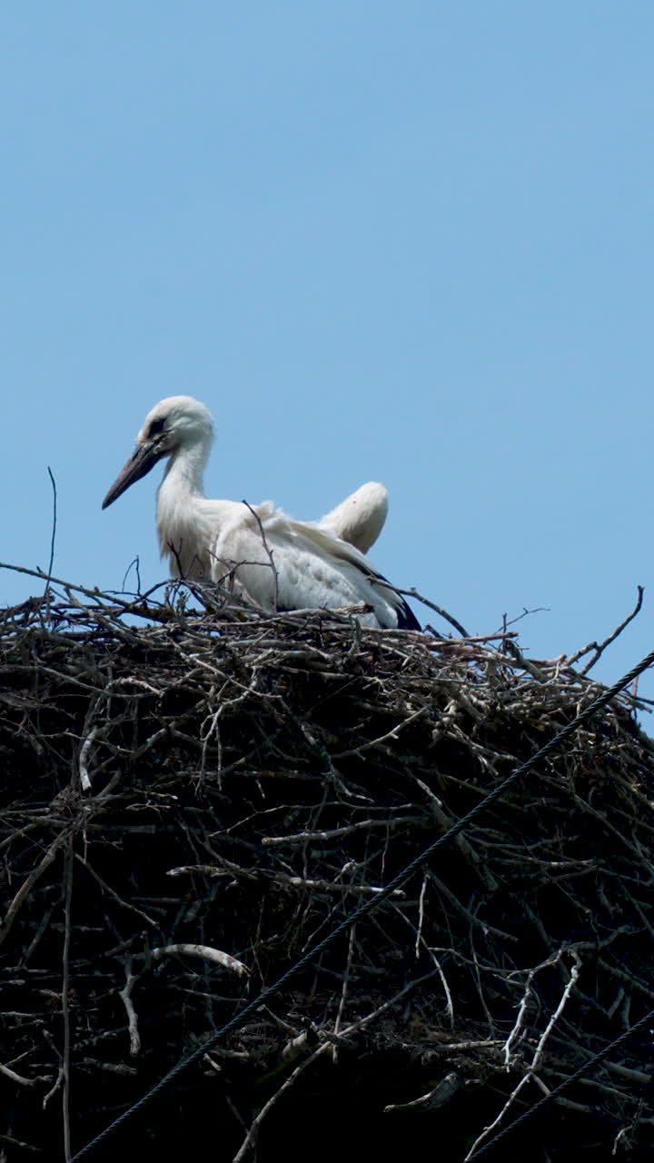 Two juvenile white storks resting in a high twig nest. Ideal for wildlife documentaries, nature conservation projects, and educational content about avian life cycles