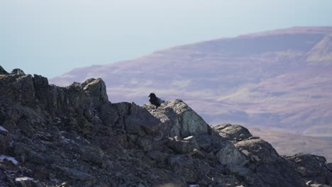 black raven jumps over the mountain ridge at isle of skye in scotland on a sunny day