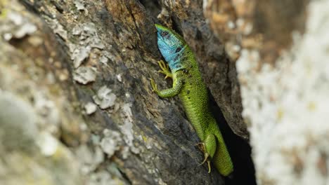 El-Superviviente-Sin-Cola:-El-Cuento-De-Un-Lagarto