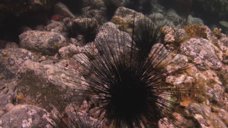 Seeigel-Und-Bunte-Meeresfische,-Die-Unter-Dem-Meer-Schwimmen