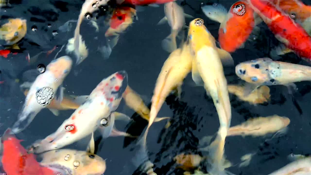 muchas carpas nadan en un estanque, video 4k de carpas en un estanche de peces