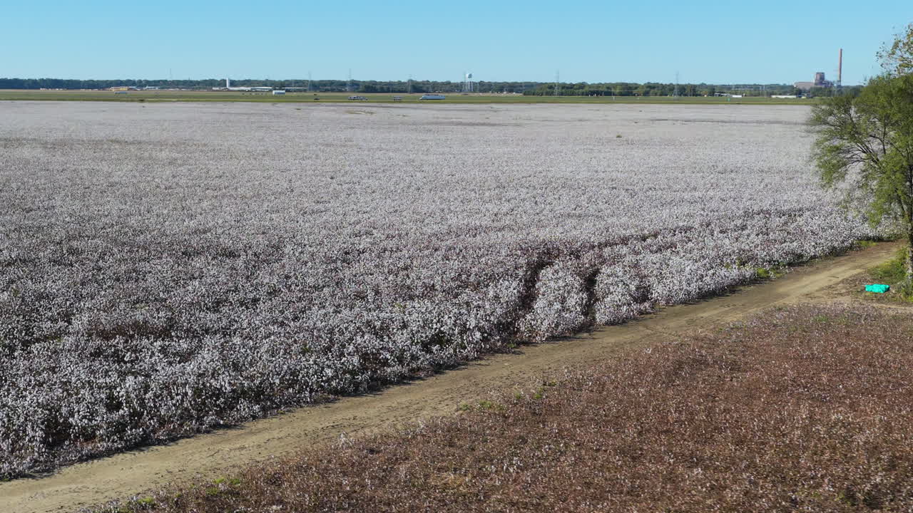 Veduta aerea di un vasto campo di cotone pronto per la raccolta