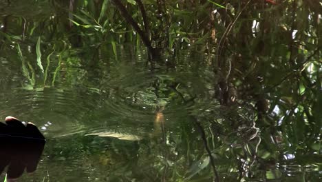 Birds-of-the-mangrove-forest-pin-the-Everglades-6