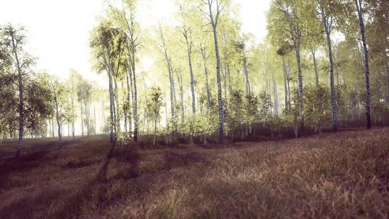 panorama del bosque de abedul con luz solar