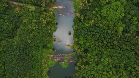 picturesque aerial drone shot of kerala’s forest, showcasing a river coursing through vibrant coconut greenery.