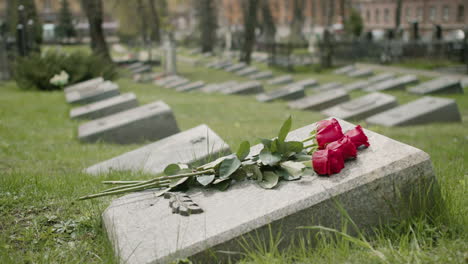 side view of red roses on tombstone in a gravevard 1